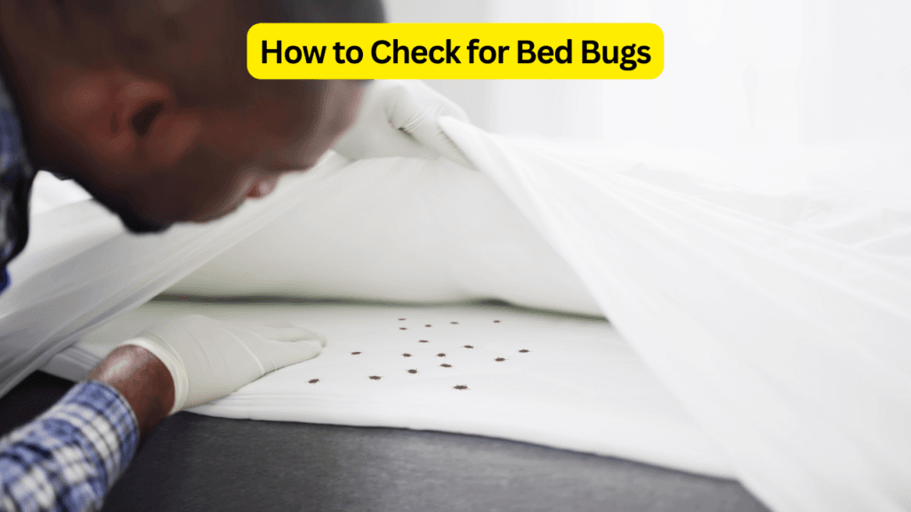 How to Check for Bed Bugs: Expert Comprehensive Guide 2 How to Check for Bed Bugs