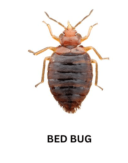 What Do Bed Bugs Look Like? 2 What Do Bed Bugs Look Like