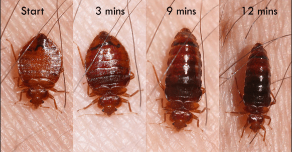 What Do Bed Bugs Look Like? 1 What Do Bed Bugs Look Like